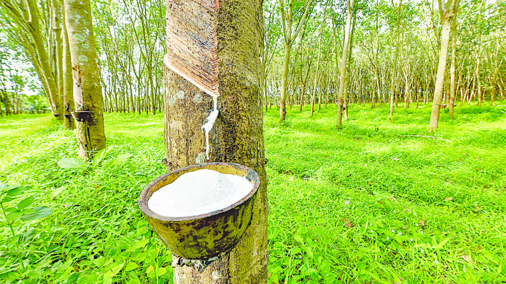 Rubber-plantation-1