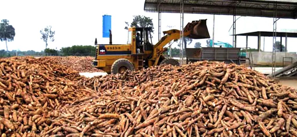 cassava procesing