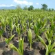 Seedlings and  Inputs Supplies 